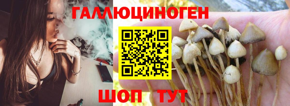 Псилоцибиновые грибы Psilocybe Дмитров